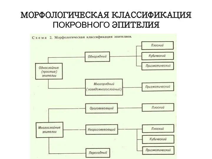 МОРФОЛОГИЧЕСКАЯ КЛАССИФИКАЦИЯ ПОКРОВНОГО ЭПИТЕЛИЯ