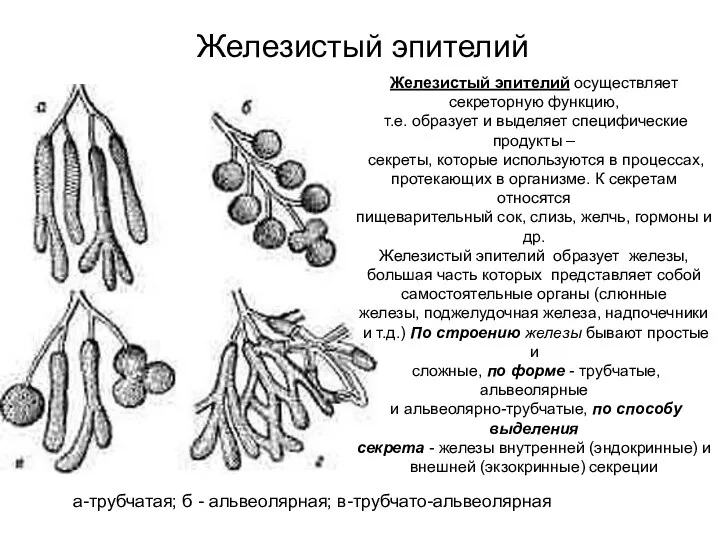 Железистый эпителий а-трубчатая; б - альвеолярная; в-трубчато-альвеолярная Железистый эпителий осуществляет