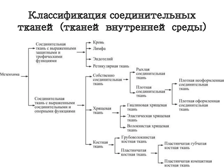 Классификация соединительных тканей (тканей внутренней среды)