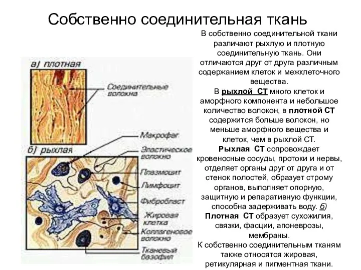 Собственно соединительная ткань В собственно соединительной ткани различают рыхлую и