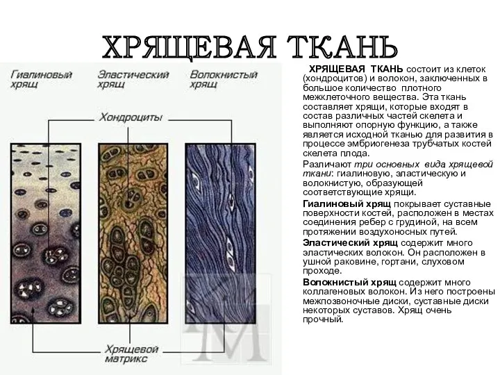 ХРЯЩЕВАЯ ТКАНЬ ХРЯЩЕВАЯ ТКАНЬ состоит из клеток (хондроцитов) и волокон,