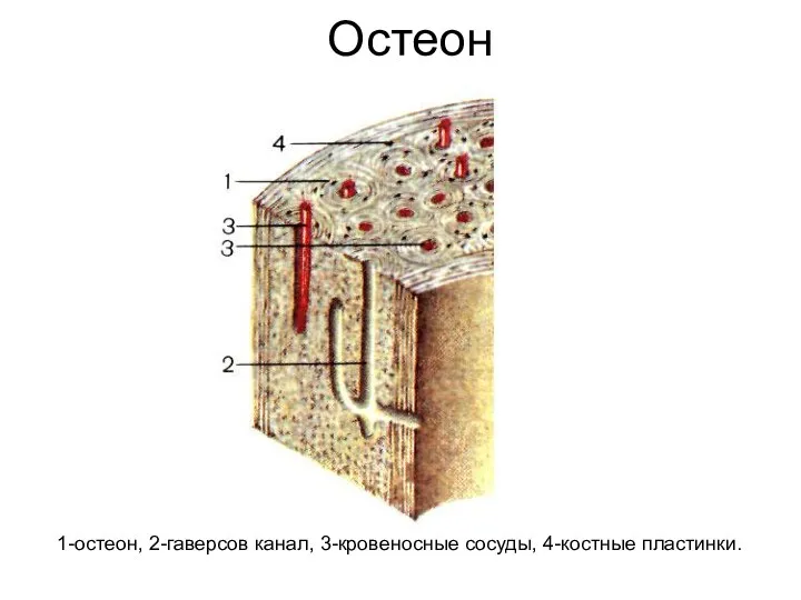 Остеон 1-остеон, 2-гаверсов канал, 3-кровеносные сосуды, 4-костные пластинки.