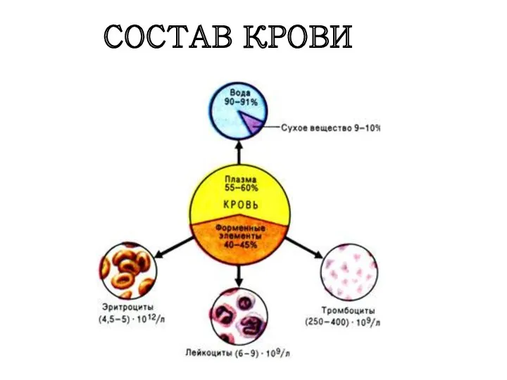 СОСТАВ КРОВИ