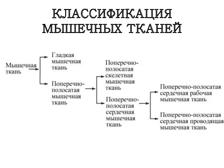 КЛАССИФИКАЦИЯ МЫШЕЧНЫХ ТКАНЕЙ