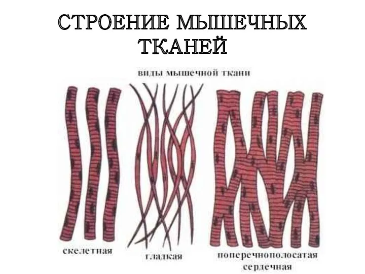 СТРОЕНИЕ МЫШЕЧНЫХ ТКАНЕЙ