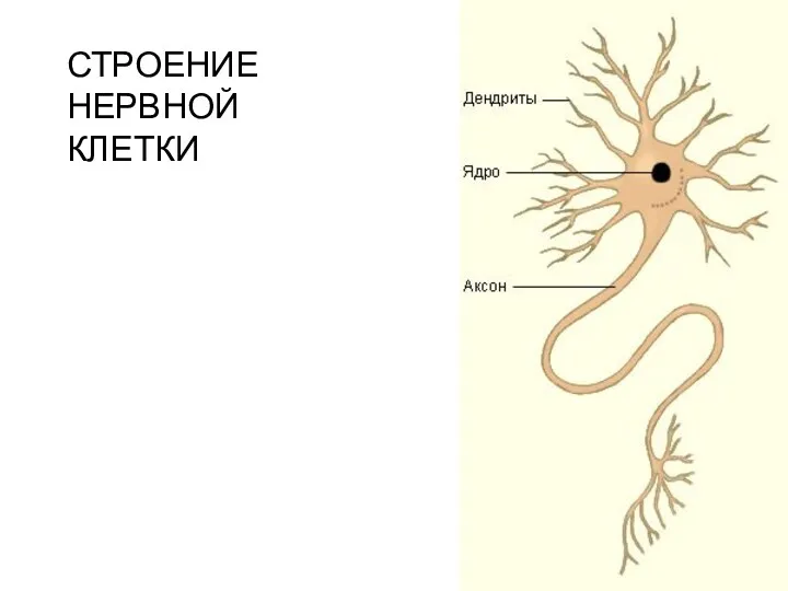 СТРОЕНИЕ НЕРВНОЙ КЛЕТКИ