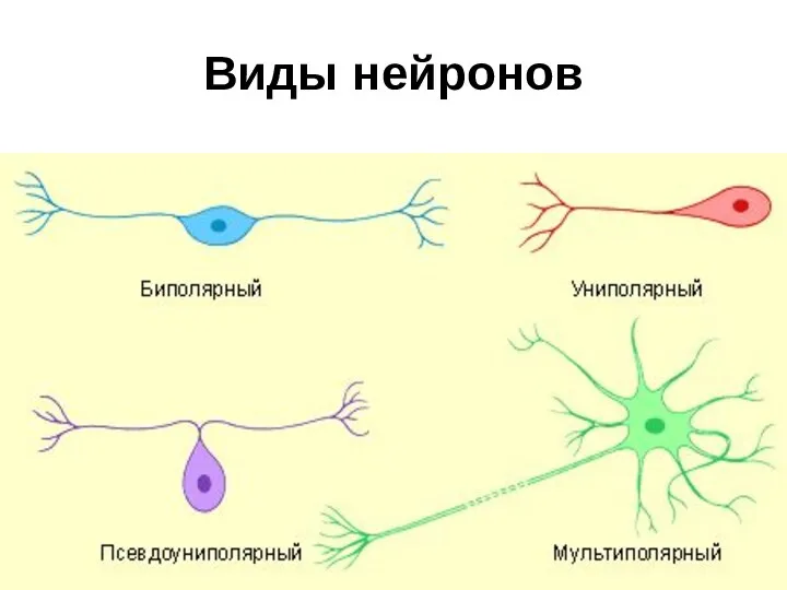 Виды нейронов