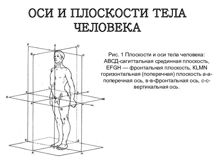 ОСИ И ПЛОСКОСТИ ТЕЛА ЧЕЛОВЕКА Рис. 1 Плоскости и оси