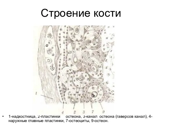 Строение кости 1-надкостница, 2-пластинки остеона, 3-канал остеона (гаверсов канал), 4-наружные главные пластинки, 7-остеоциты, 9-остеон.