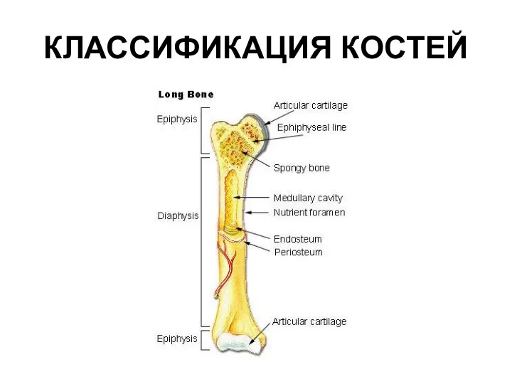 КЛАССИФИКАЦИЯ КОСТЕЙ