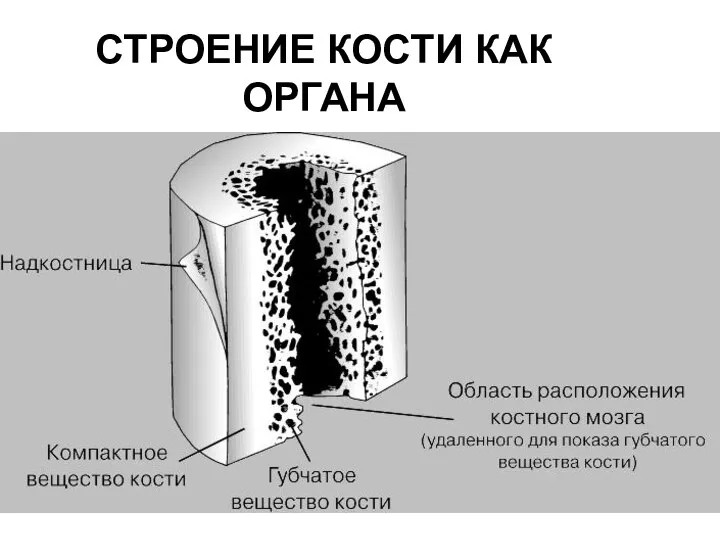 СТРОЕНИЕ КОСТИ КАК ОРГАНА