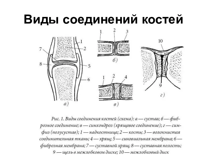 Виды соединений костей