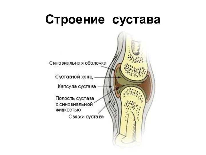 Строение сустава