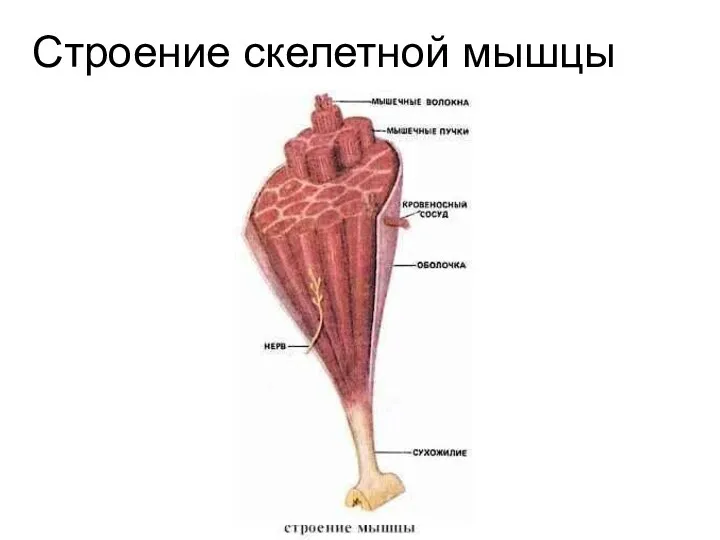 Строение скелетной мышцы