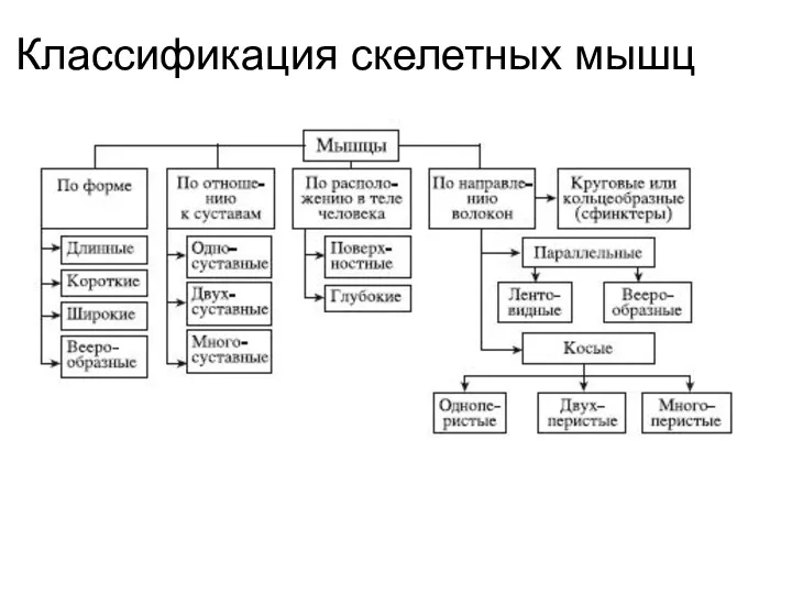 Классификация скелетных мышц