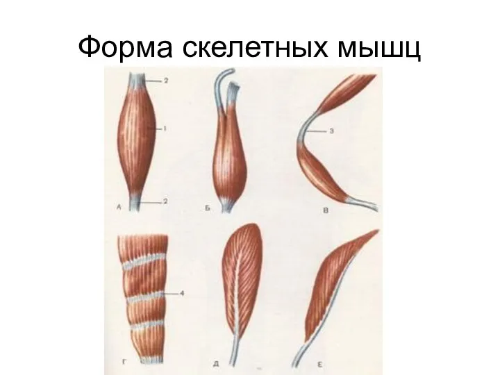 Форма скелетных мышц