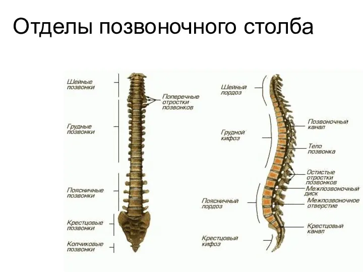 Отделы позвоночного столба