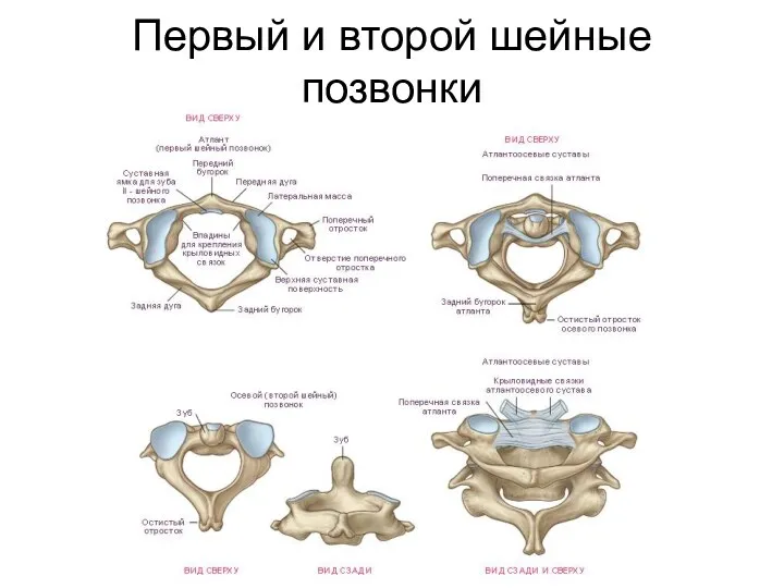 Первый и второй шейные позвонки