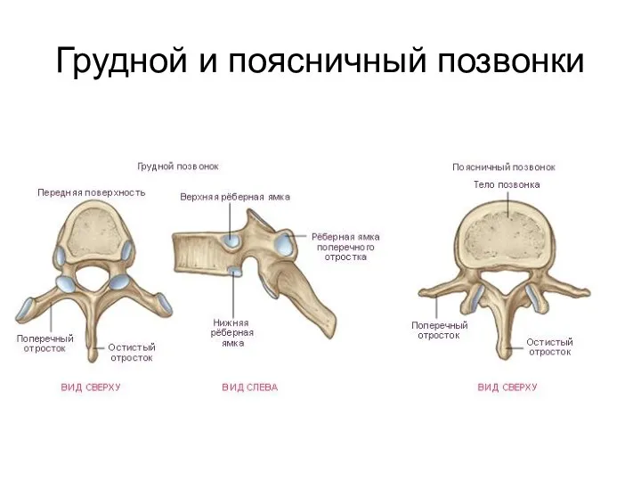 Грудной и поясничный позвонки