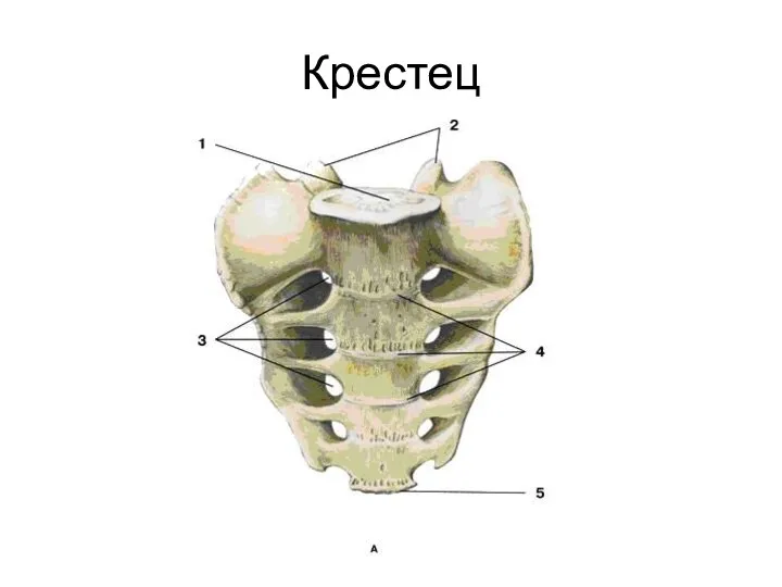 Крестец