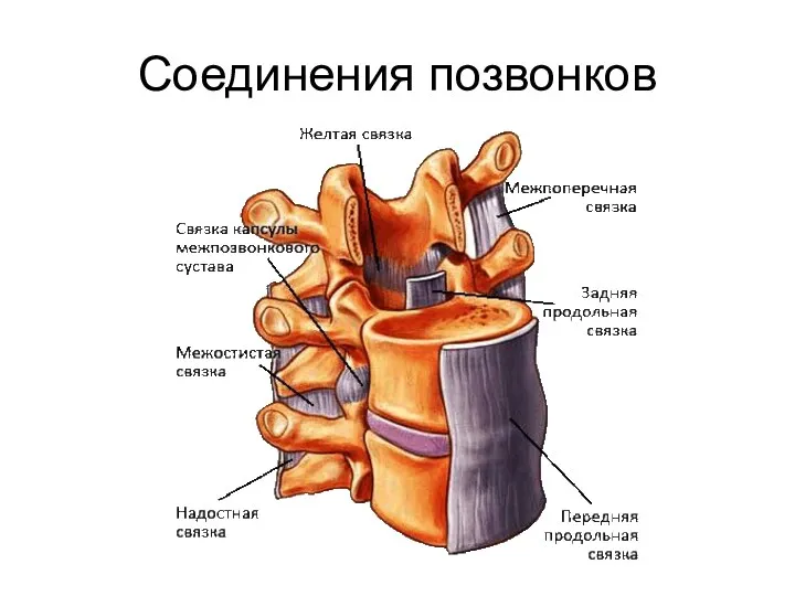 Соединения позвонков