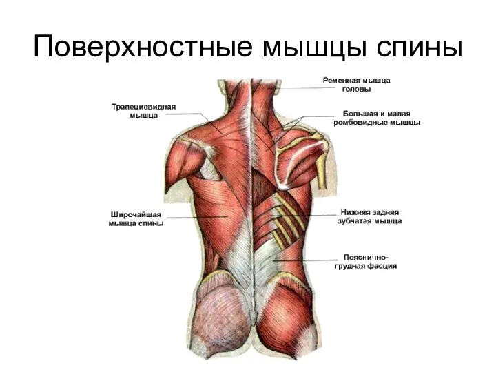 Поверхностные мышцы спины