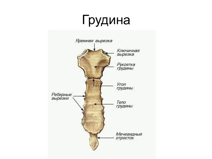 Грудина