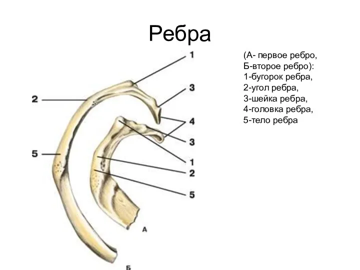 Ребра (А- первое ребро, Б-второе ребро): 1-бугорок ребра, 2-угол ребра, 3-шейка ребра, 4-головка ребра, 5-тело ребра