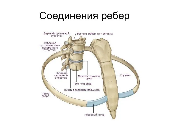 Соединения ребер