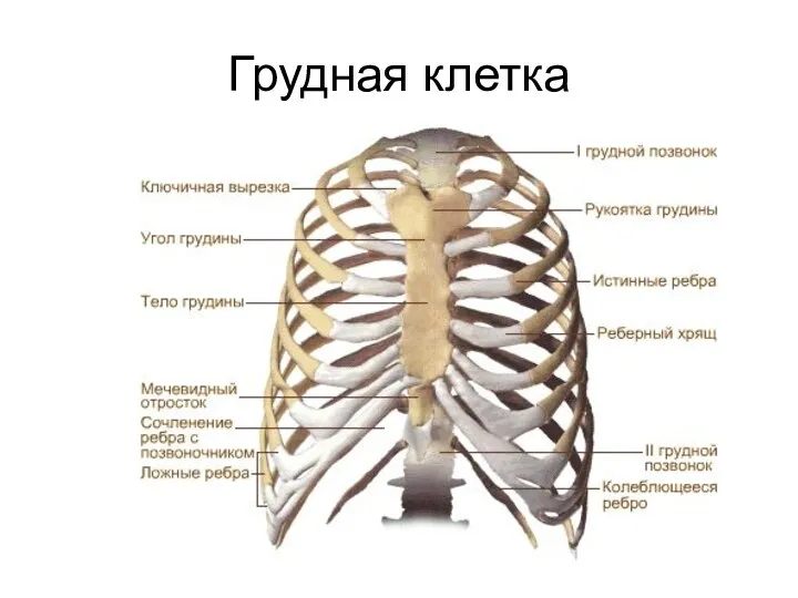 Грудная клетка