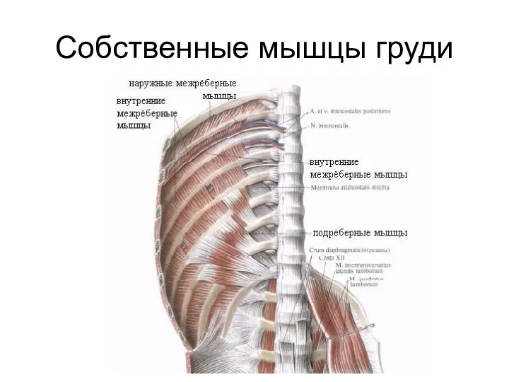 Собственные мышцы груди