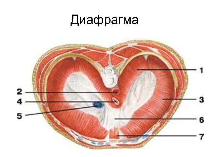 Диафрагма