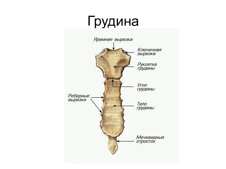 Грудина