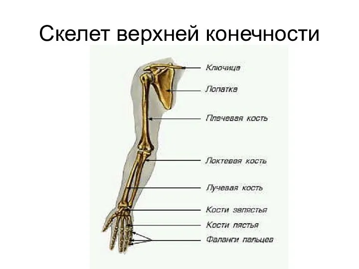 Скелет верхней конечности