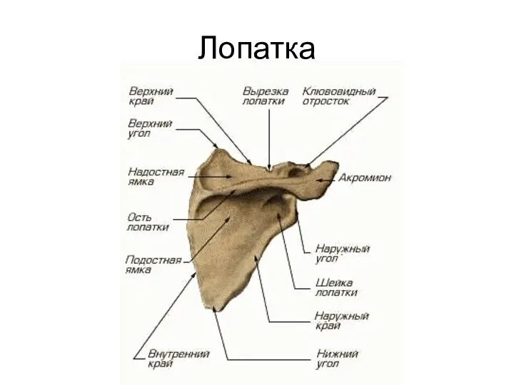 Лопатка