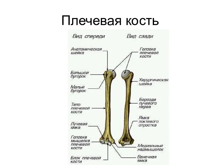 Плечевая кость