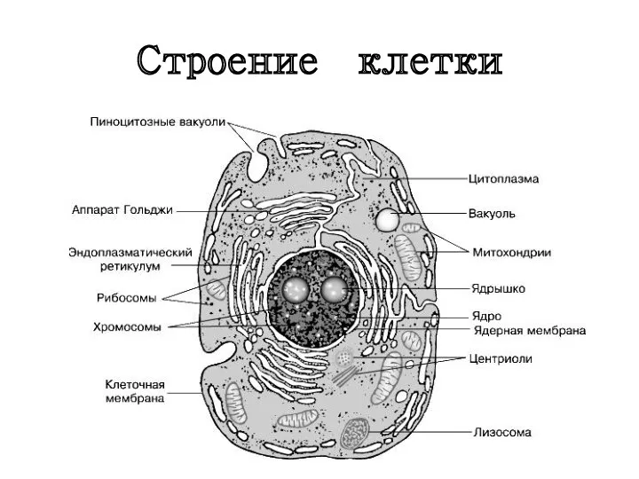 Строение клетки