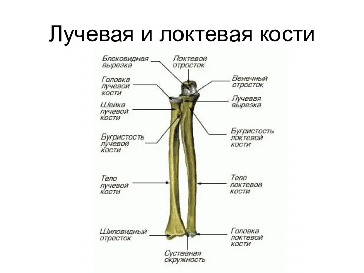 Лучевая и локтевая кости