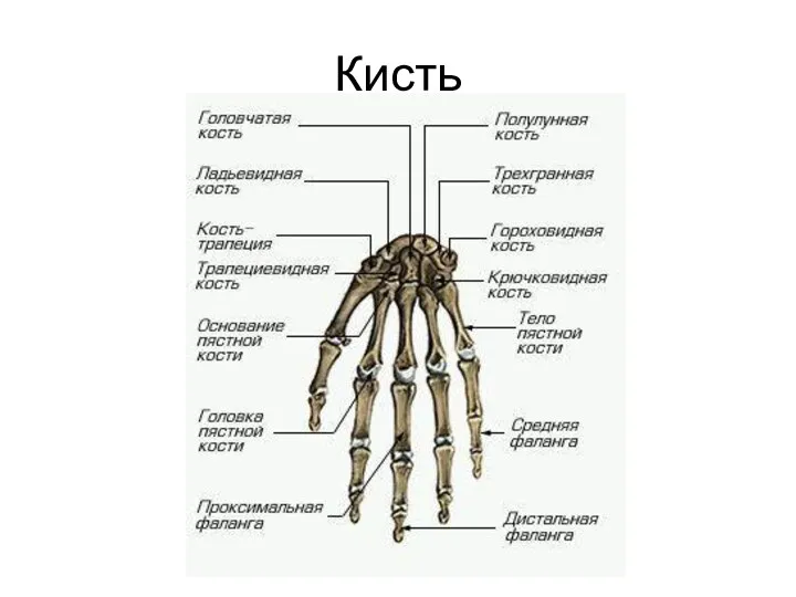 Кисть