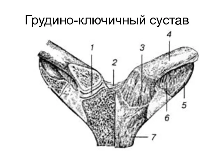 Грудино-ключичный сустав