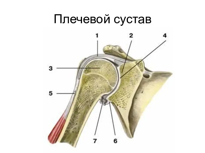 Плечевой сустав