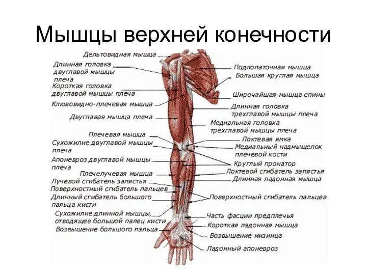 Мышцы верхней конечности