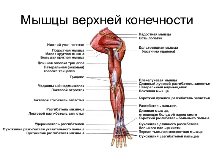 Мышцы верхней конечности