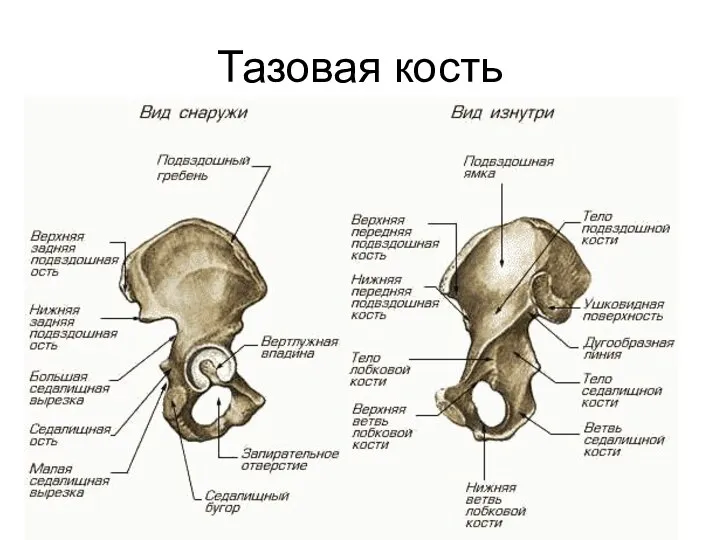 Тазовая кость