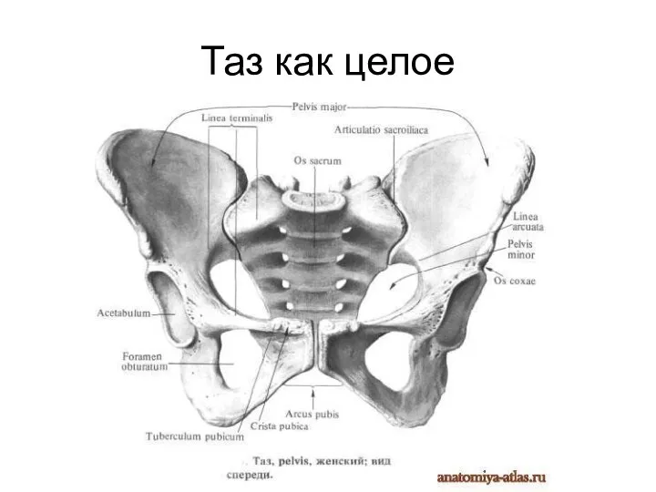 Таз как целое