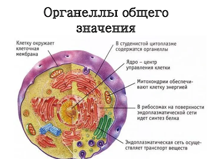 Органеллы общего значения