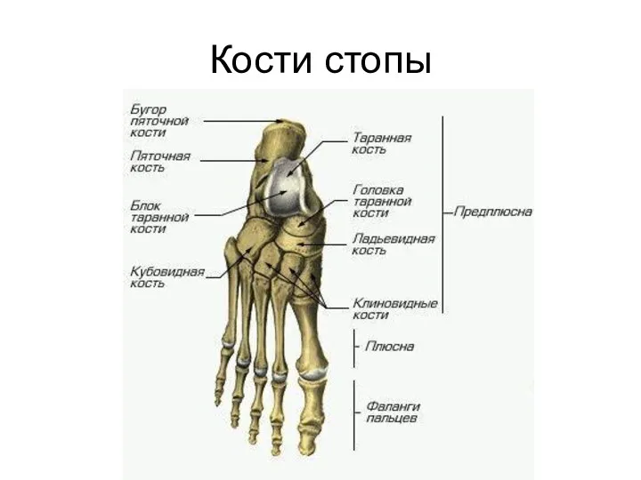 Кости стопы