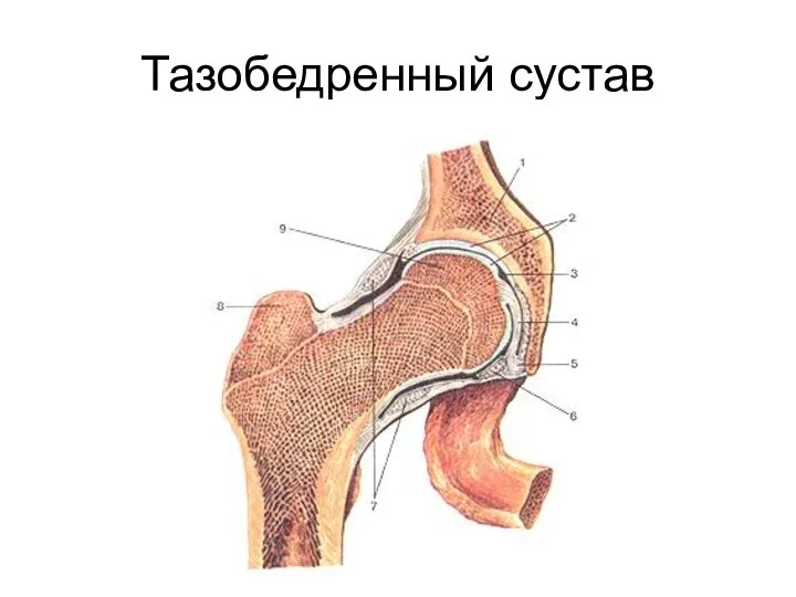 Тазобедренный сустав