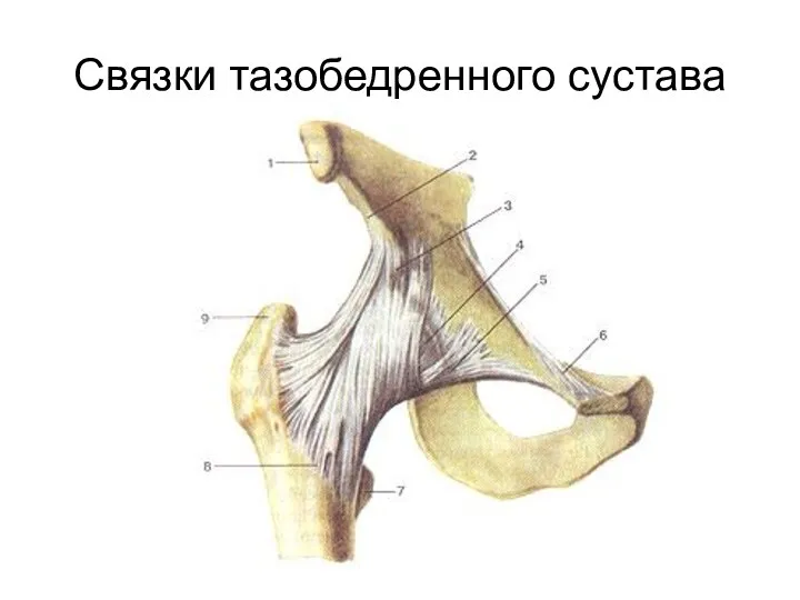 Связки тазобедренного сустава