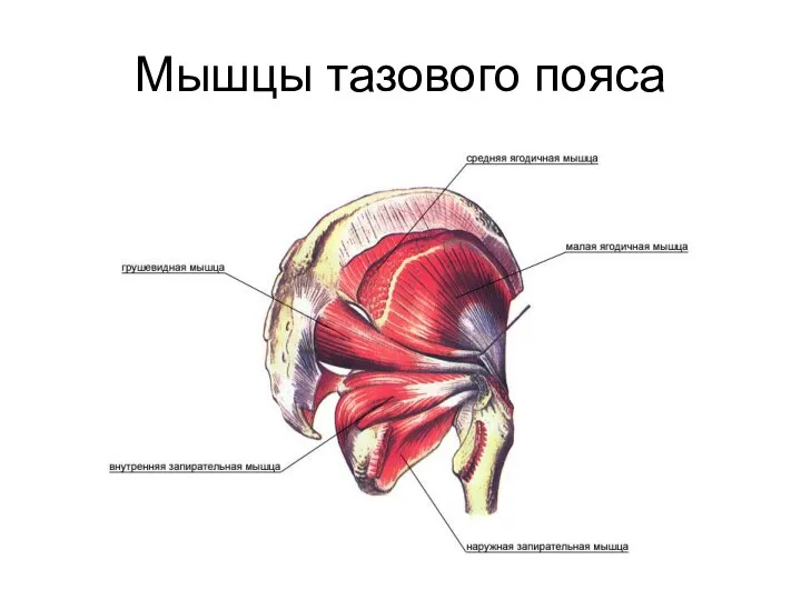 Мышцы тазового пояса